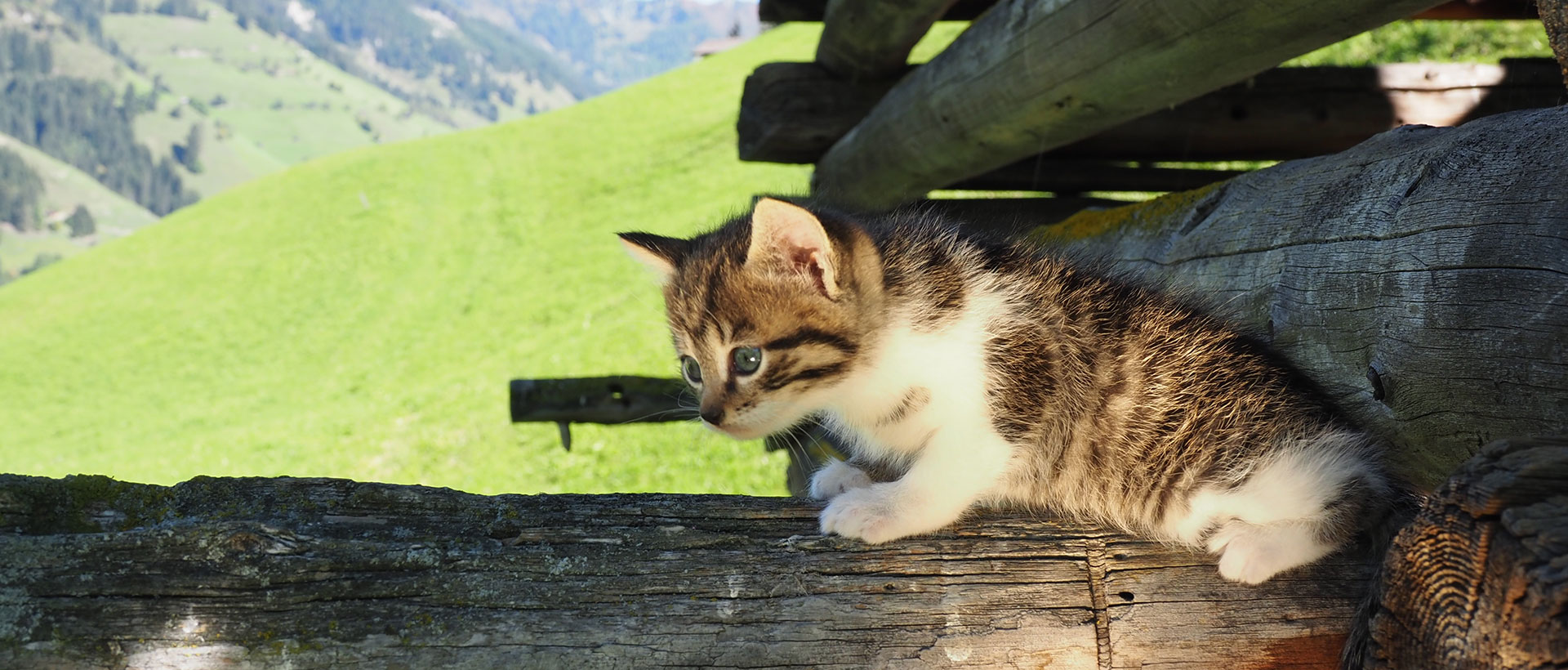 Urlaub am Bauernhof im Großarltal, Salzburger Land